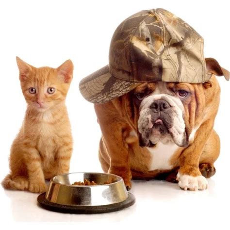 Cute Bulldog And Kitten