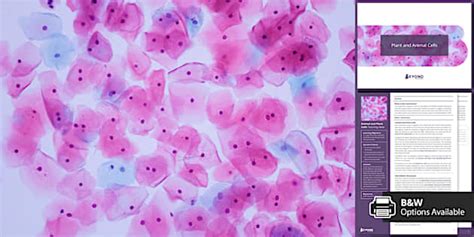 KS3 Animal and Plant Cells | Cells and Organisation | Beyond