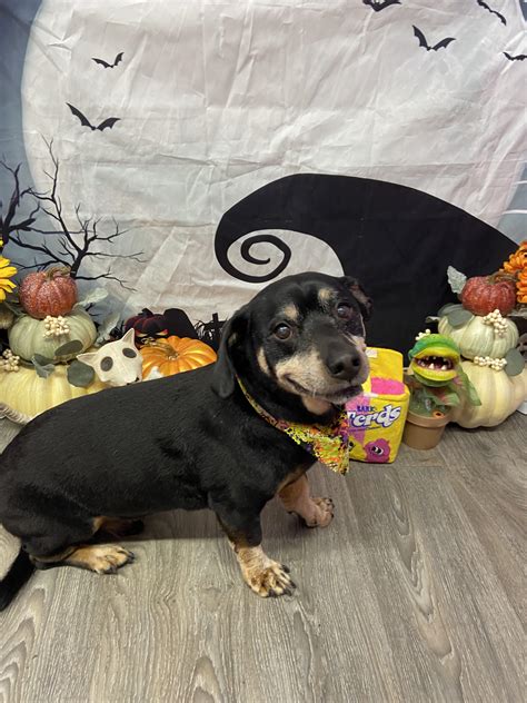 Rottweiler Dachshund Mix 49+ Rottweiler Mix Breeds