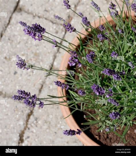 garden flower flowers plant summer summerly purple lavender pot ...