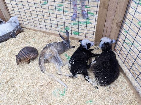 Debbie Dolittle's Petting Zoo