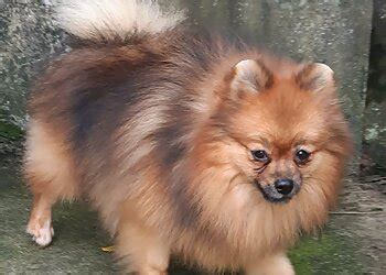 3 Best Pet Shops in Ghaziabad, UP - Expert Recommendations