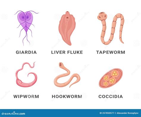 Human Intestinal Parasites Set Infographic Scheme Names Vector Flat Medical Internal Infection ...