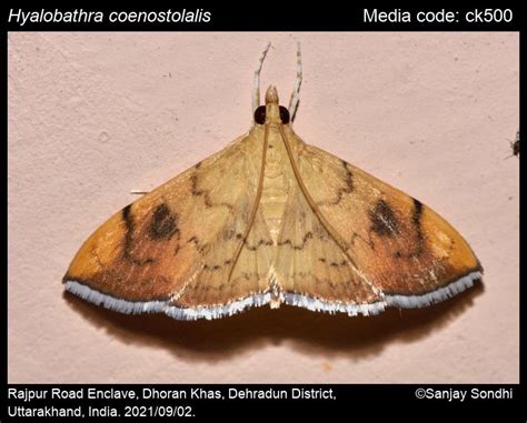 Pyraustinae | Moths