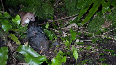 Predators Of Weasels