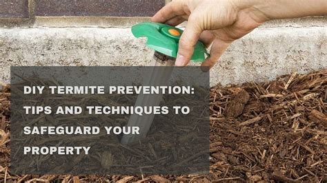 DIY Termite Prevention: Tips and Techniques to Safeguard Your Property ...