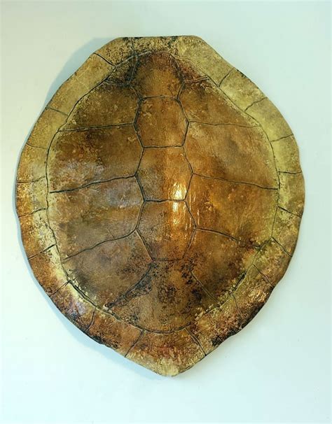 Image result for Sea Turtle Shell