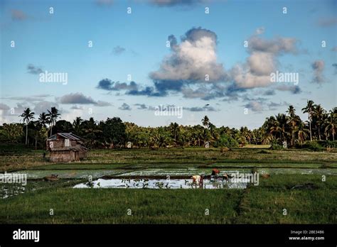 Filipino Agriculture 的图像结果