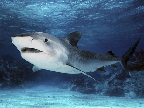 25 Incredible Tiger Shark Pictures in HD