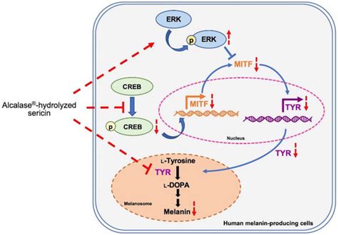 Recycled Sericin Hydrolysates Modified by Alcalase® Suppress ...