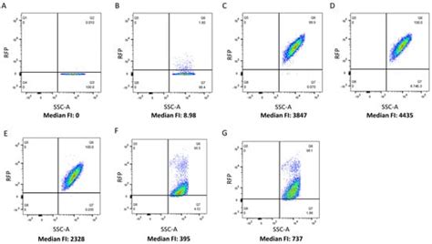 Characterization of Lactobacilli Phage Endolysins and Their Functional ...