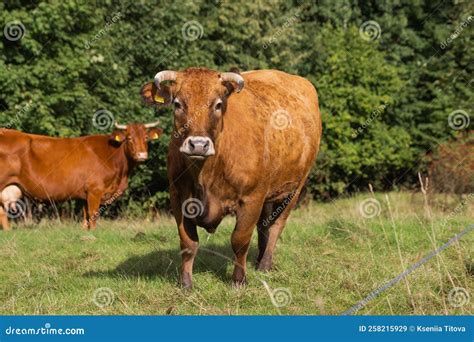 Adult Bull with Yellow Markings on Ears and Big Horns Looking at the ...