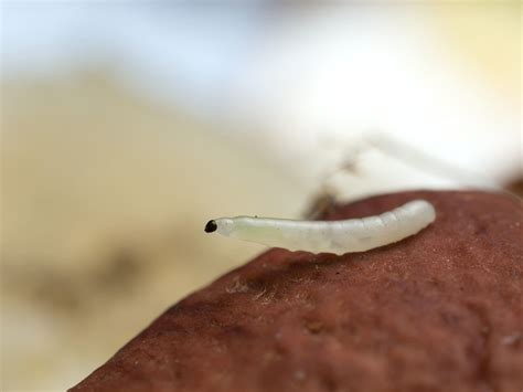 Fungus Gnats in Houseplants - Backbone Valley Nursery