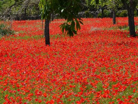 Flower outdoors red flower scenery field flower field no humans tree ...