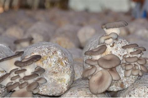 平菇高产种植技术 自己在家怎么种平菇 - 致富热