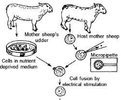 Cloning (Old NCERT) - Biology A-Level - A Level PDF Download