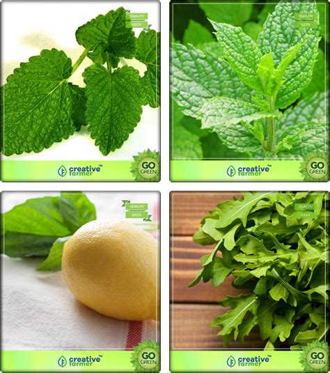 Creative Farmer Herbal Plants Seeds For Home Garden Lemon Balm, Mint ...