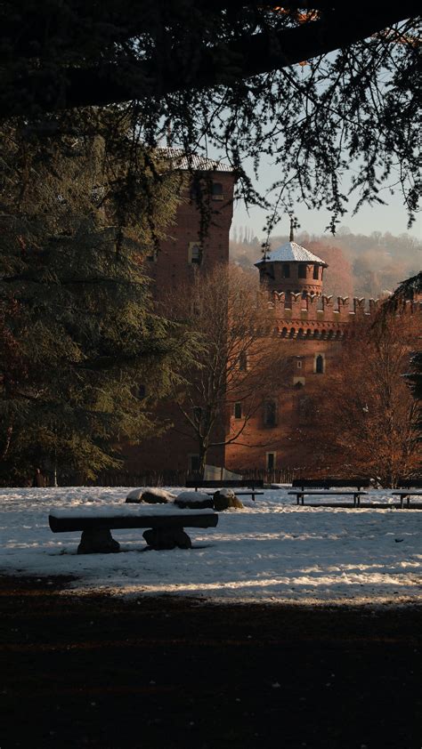 Image result for Hyperion Tree Facts