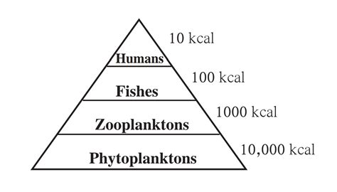 The energy pyramid - Trophic Level | Ecosystem