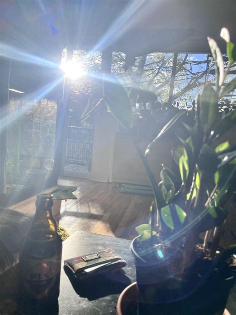 I decided to put my zz plant in a direct sunlight spot ( late evening around 6:30 almost sunset ...