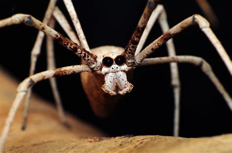 Download Spider Ogre-faced Spider Animal 4k Ultra HD Wallpaper