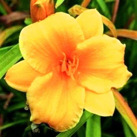 Daylilies (Hemerocallis) - Low Maintenance Flowers for Yards, Patios ...