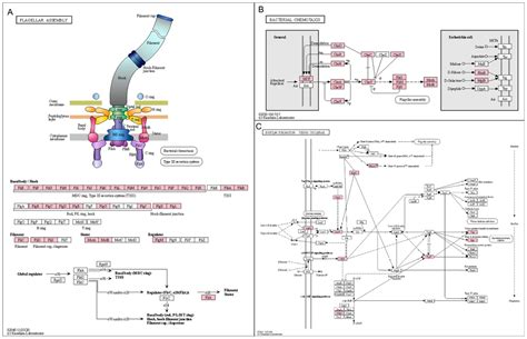 De Novo Assembly and Annotation of the Vaginal Metatranscriptome ...