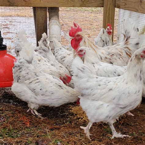 10+ Splash Copper Marans Hatching Eggs – Nichols County
