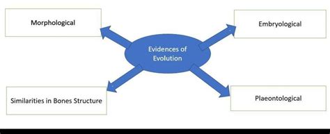 3) Complete the following diagram: Morphological Evidences of Evolution ...