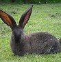 Image result for Wild Rabbit Identification
