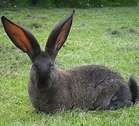 Image result for Mini Rabbit Breeds