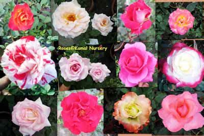 Rose Flower Plants,Yellow Rose Plants,Wholesale Rose Plants,Indoor Rose ...