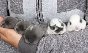 Image result for Cute Baby Bunnies Hugging