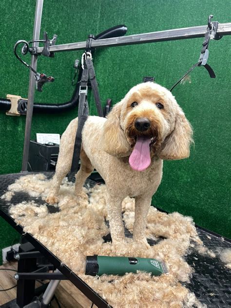 Image result for Groom Cockapoo Feet