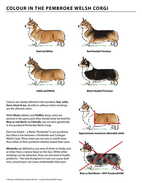 Curig Pembroke Welsh Corgis