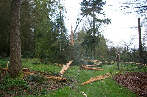 Exploding Trees Video 的图像结果