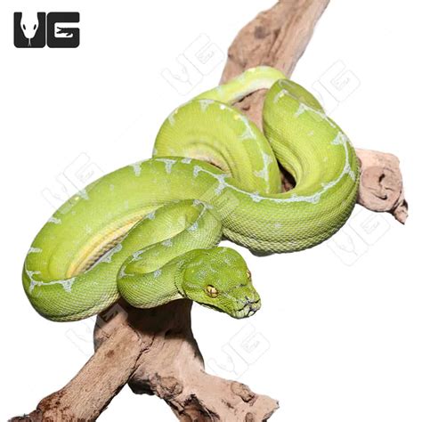 Image result for Female Green Tree Python