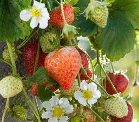 草莓冬天会开花结果吗，冬天会冻死吗 - 花百科