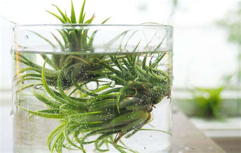 How to Properly Water Air Plants 的图像结果