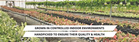 Nurturing Green® 2-Layer Lucky Bamboo Plant in Glass Pot (4 Inch ...