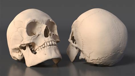 3D Model Male Human Skull Anatomy Model - TurboSquid 2384568
