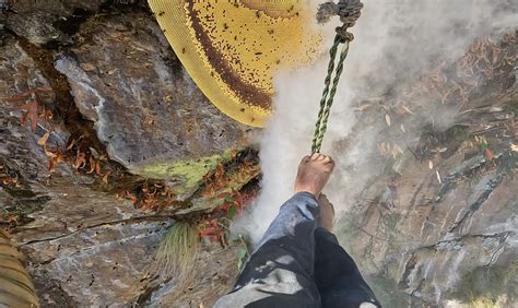 Effects of Mad Honey: Benefits, Risks, and Cultural Significance - Mad ...