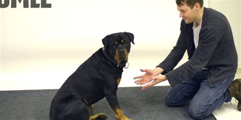 Magic Tricks for Dogs 的图像结果