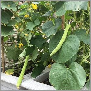 WILLVINE Long Melon/Kakri/Tar (Arminian Cucumber) Seeds Seed Price in ...