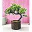 Buy Dekorly Plastic Small Artificial Plant Bonsai Tree Fake Plant ...