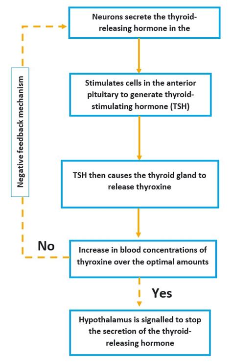 Feedback mechanisms of hormones — lesson. Science CBSE, Class 10.