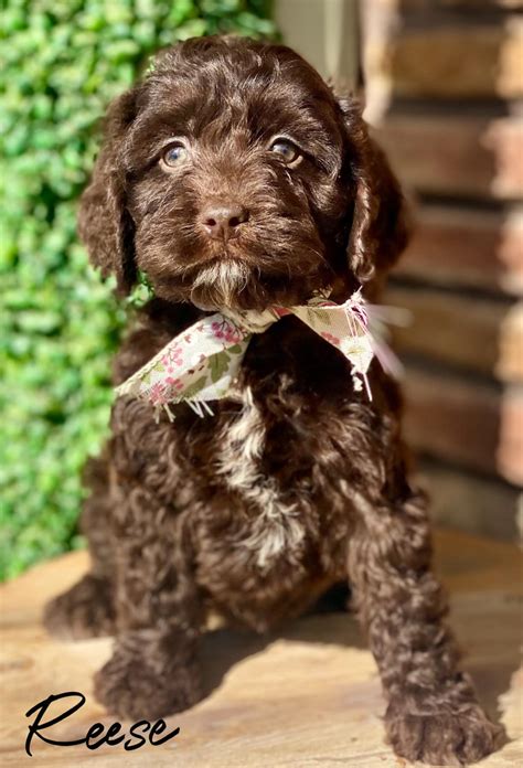 Image result for Cockapoo Girl