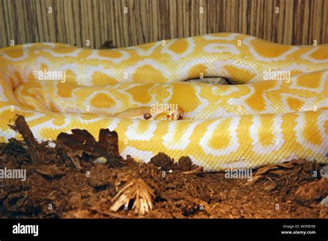 Python Species 的图像结果