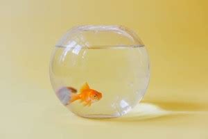 GROS 3 L Fish Bowl Price in India - Buy GROS 3 L Fish Bowl online at ...