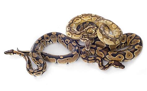 Image result for Royal Python Setup